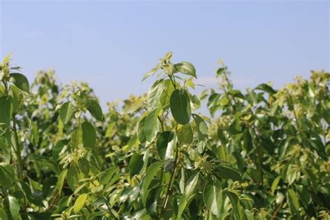 樟樹盆栽|樟科盆栽植物的種植及栽培小竅門 還你後院陽台那片。